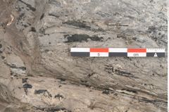 Foto (Detailansicht) von Gleichinites austriacus Ettingshausen (NHMW-GEO-2024-0188-10528)